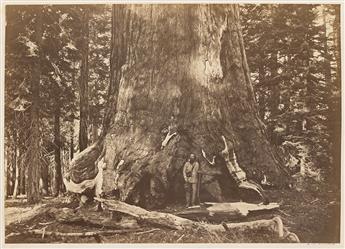 CARLETON E. WATKINS (1829-1916) Section of the Grizzly Giant, Mariposa Grove, Yosemite. 1861.                                                    